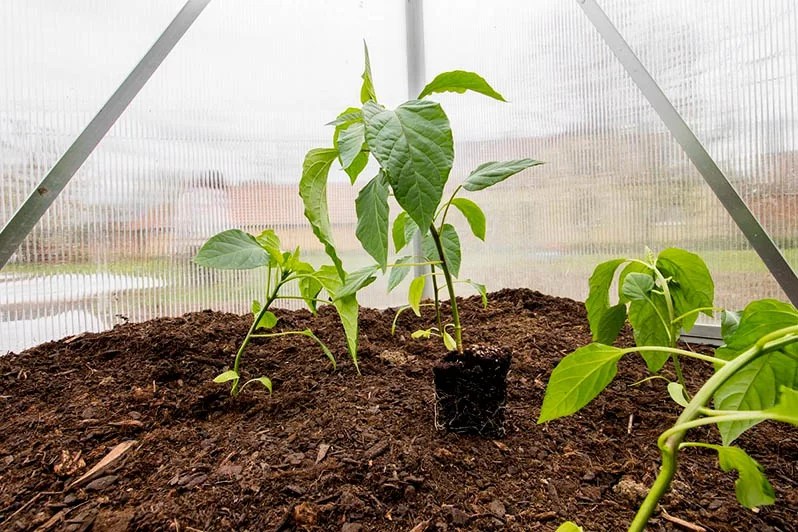 Tips for growing peppers in a polycarbonate greenhouse