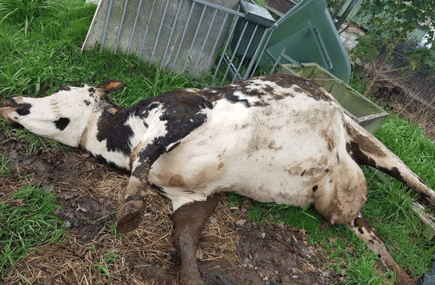 French Herder Believes Family Health Ailments, 400 Dead Cows “Clearly