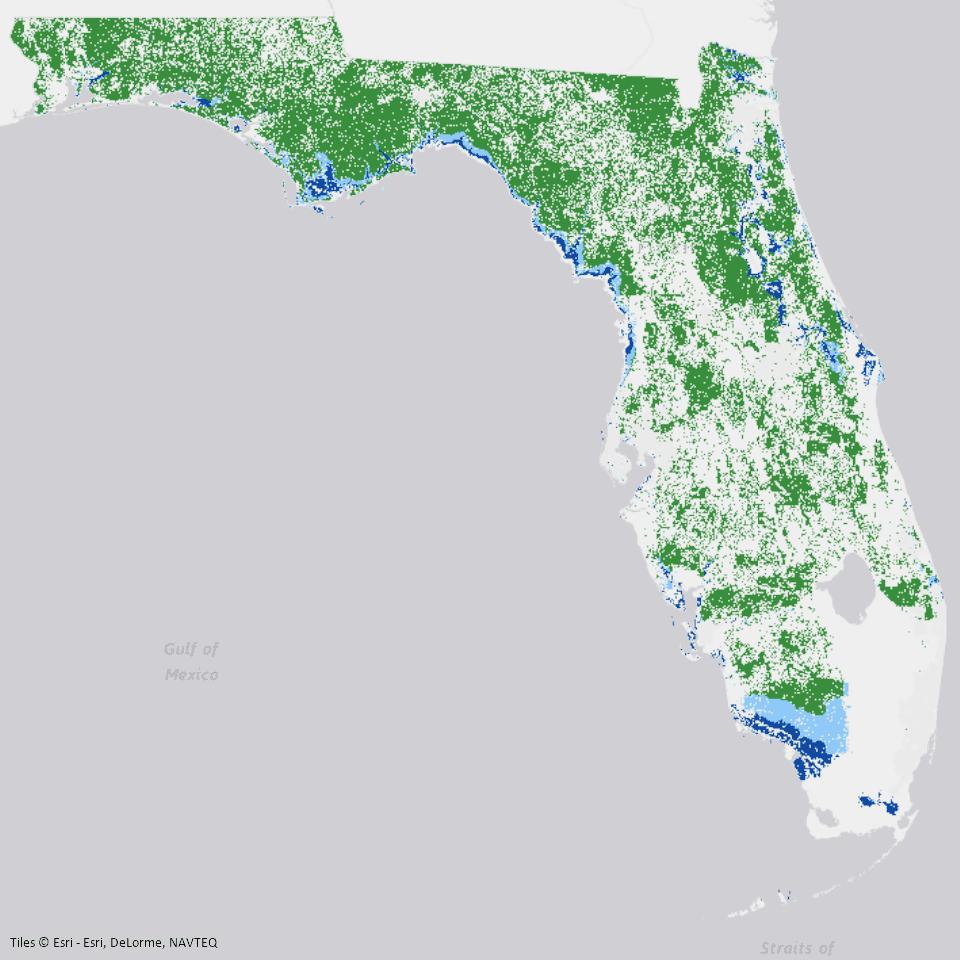 Florida black bear Climate Adaptation Explorer