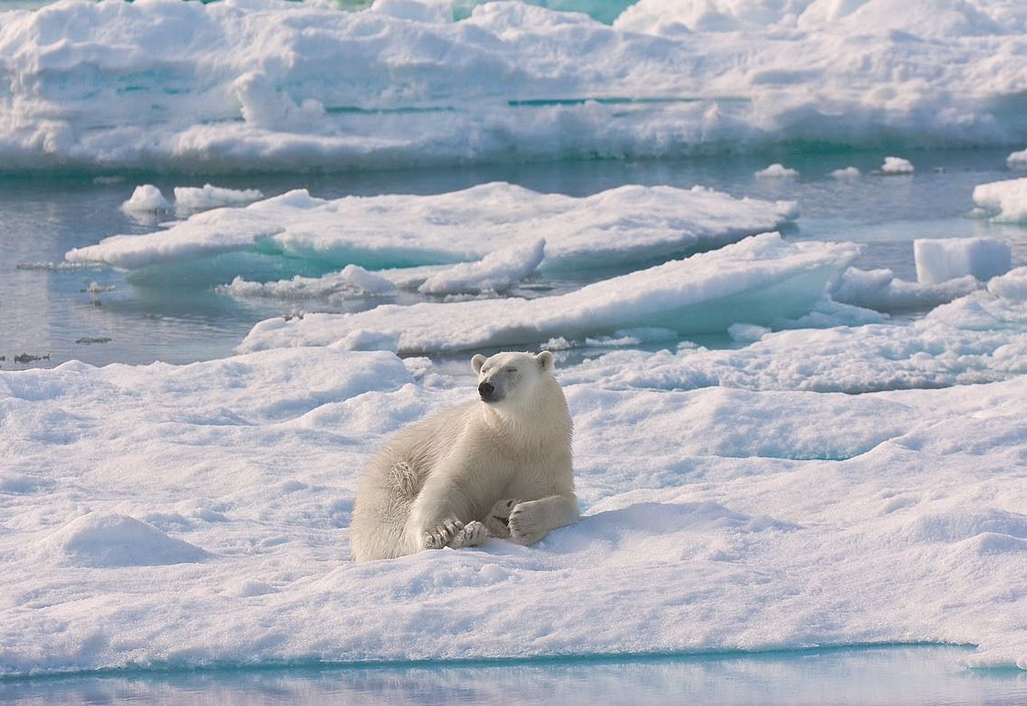 Barents Sea Polar Bear Body Size Grew After 2005 Despite