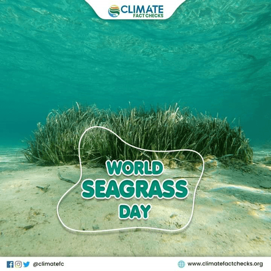 WORLD SEAGRASS DAY HEALTHY SEAGRASS, HEALTHY Climate Fact Checks