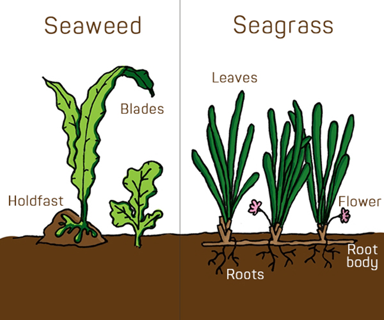WORLD SEAGRASS DAY HEALTHY SEAGRASS, HEALTHY Climate Fact Checks