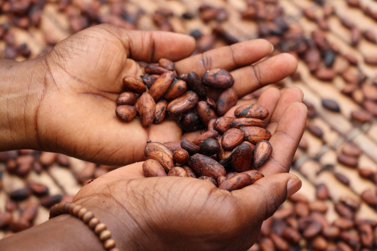 Towards better beans and a more sustainable cocoa sector Climate Focus