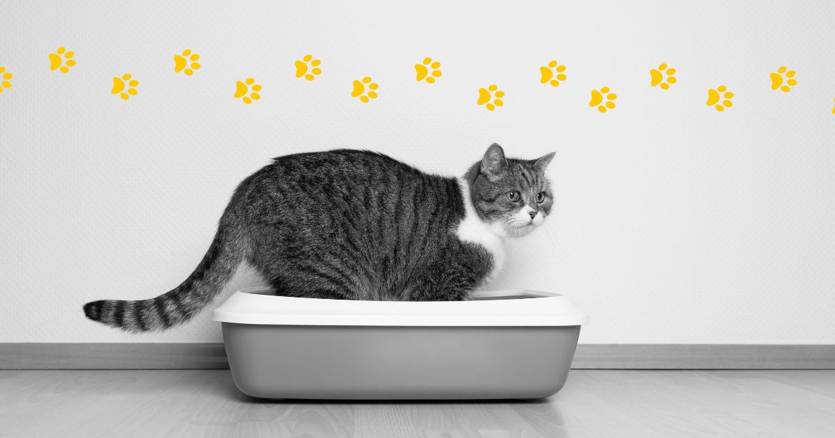 The environmental impact of cat litter Climate Pets