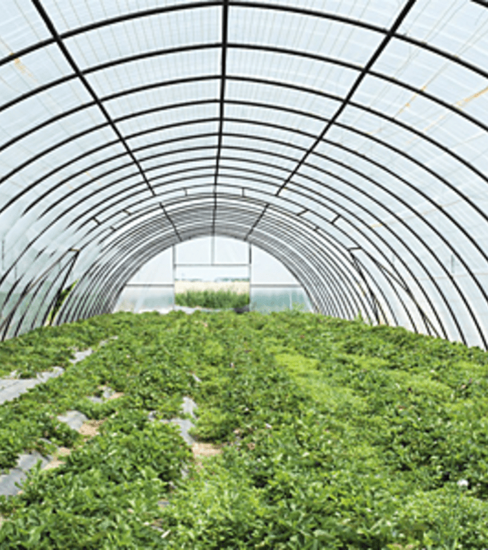 ClimateProof High tunnels can increase local food security