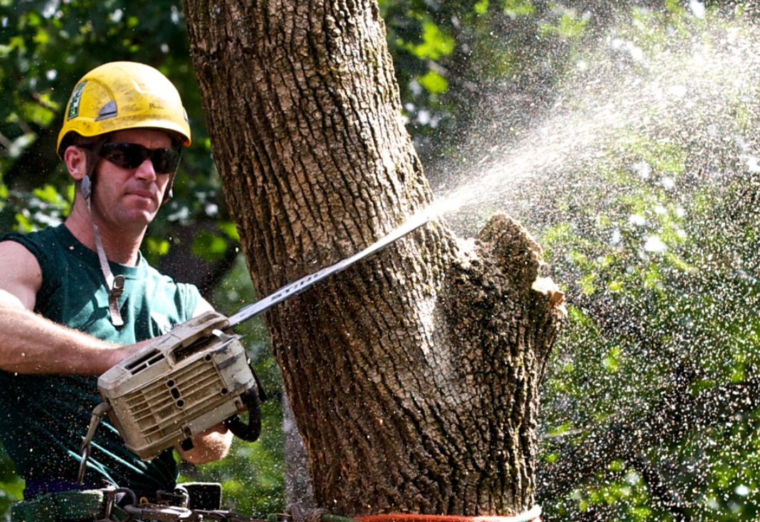Level 5 Arborist Reports What They Are, & How Come They Matter?
