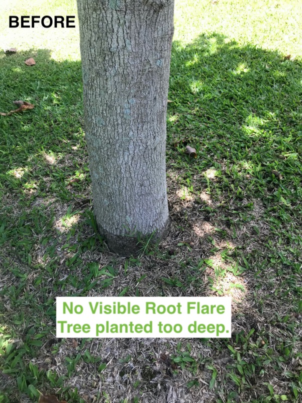 Planting Trees IN TOO DEEP? • ClimbingHI