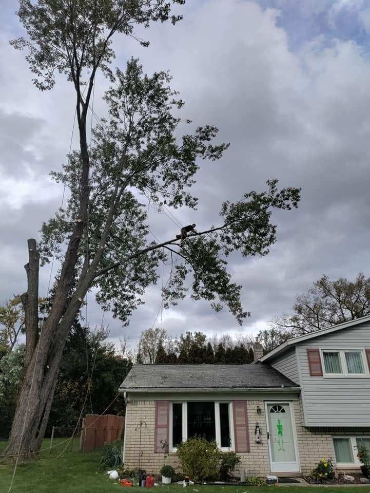 Gallery Gallery Climbing to the Top Tree Service, LLC