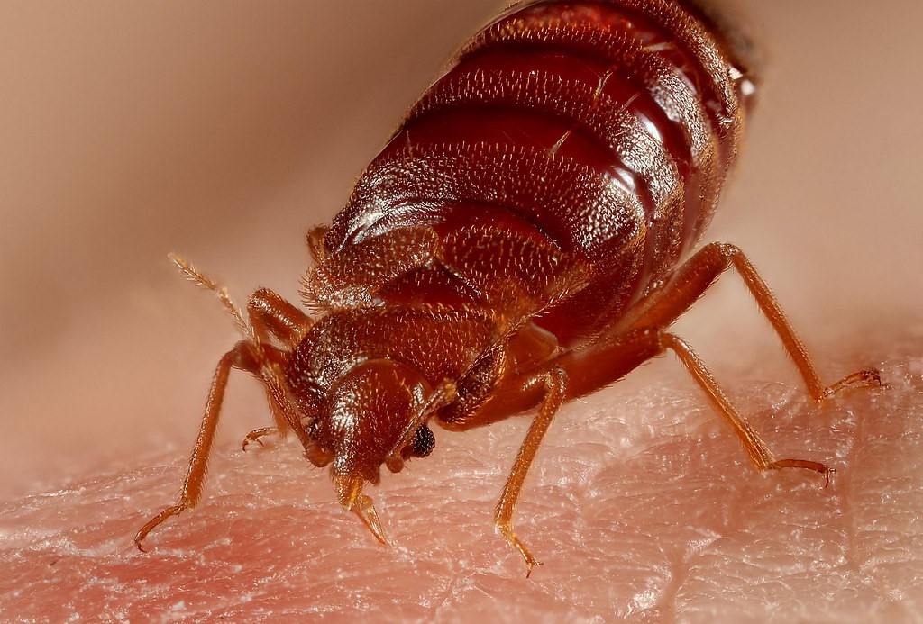 Getting to Know Bed Bugs Clinical Mycology