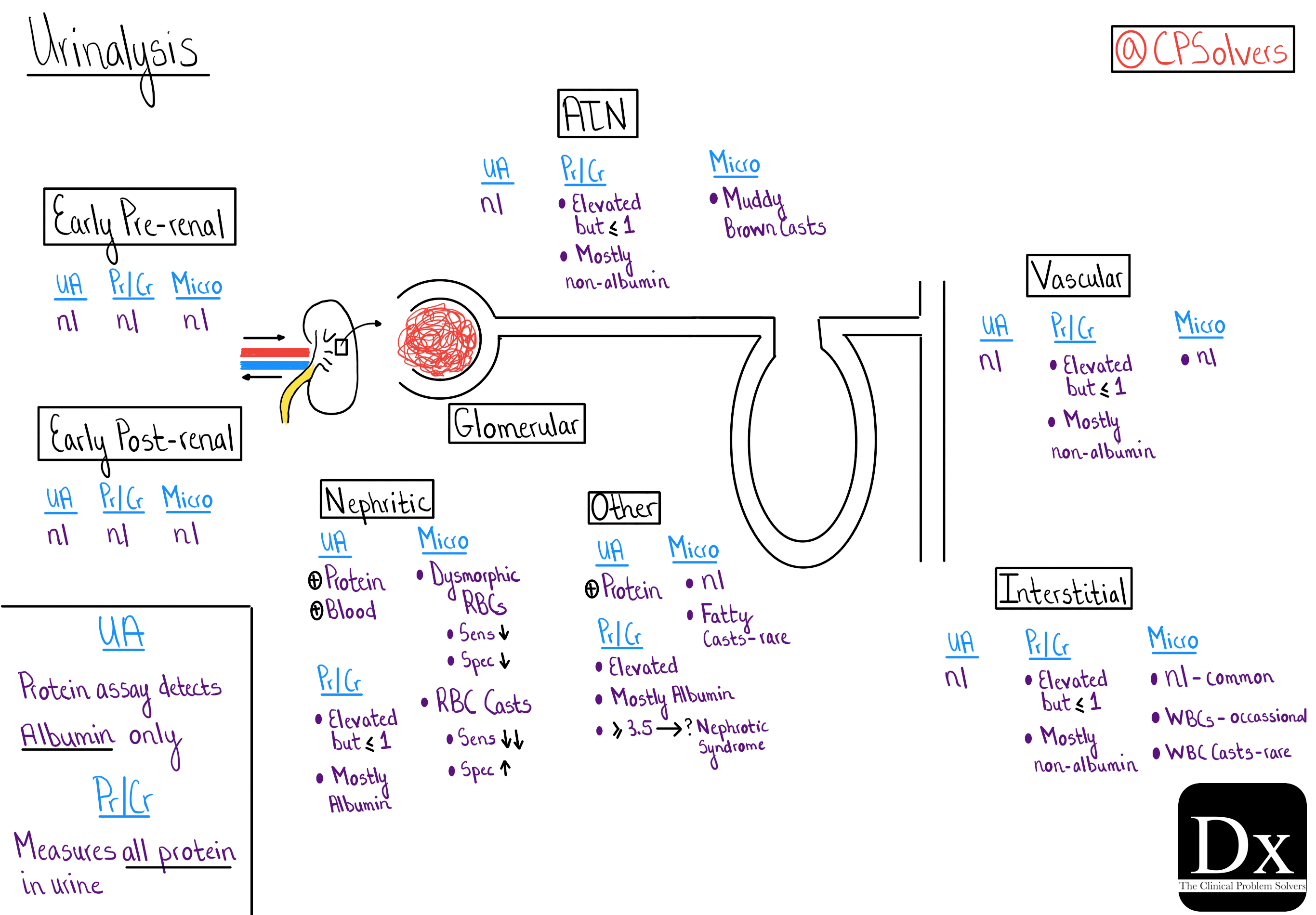Dx Schema Urinalysis Interpretation The Clinical Problem Solvers