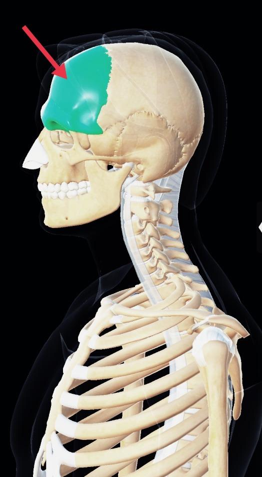 Human Skull Anatomy Quiz By Clinic Side