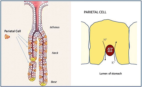 Antiparietal cell antibodies Clinical Laboratory int.
