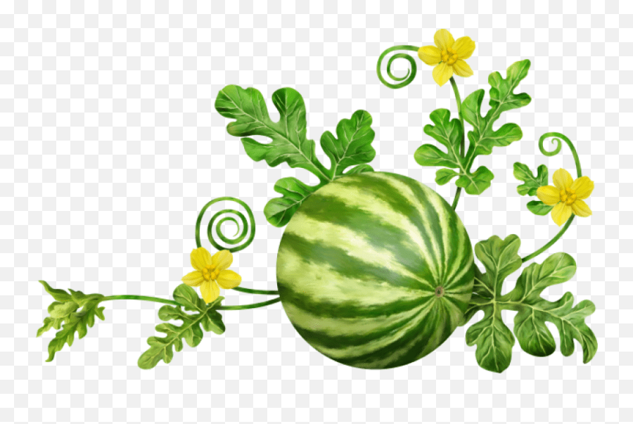 73,454 Watermelon Plant Images, Stock Photos & Vectors Shutterstock