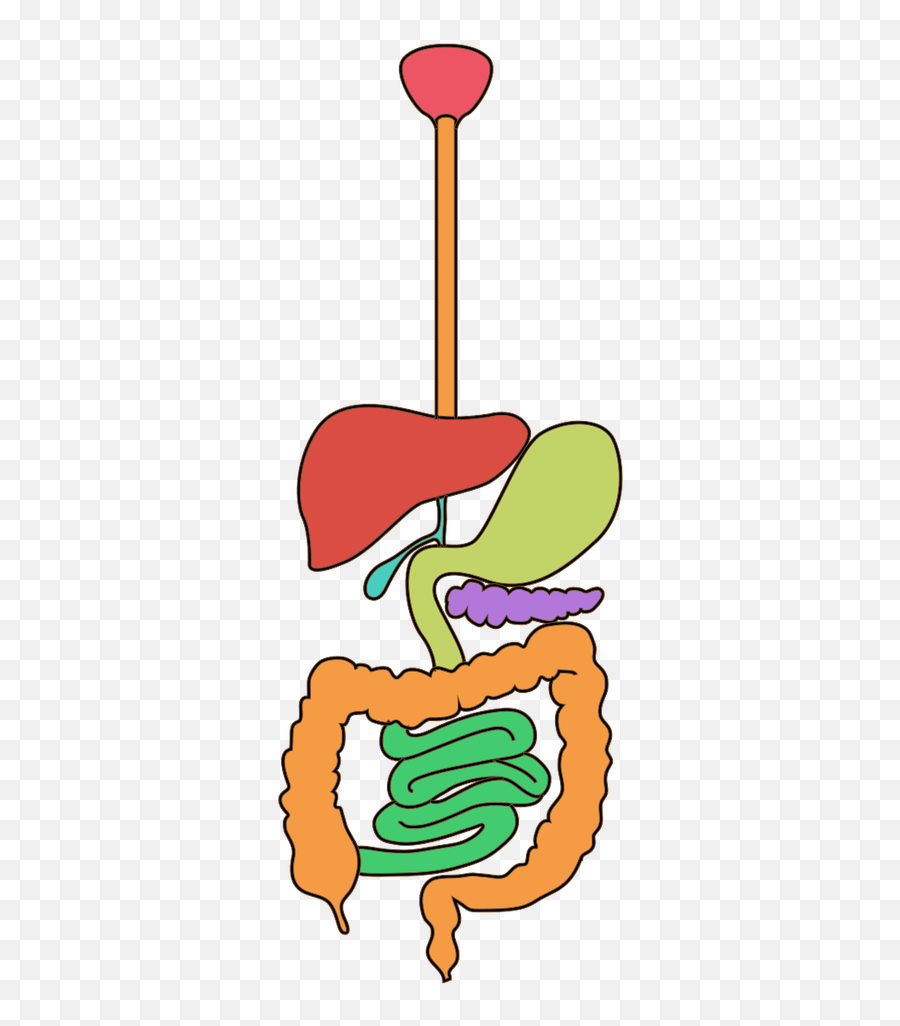 Diagram Of Human Digestive System clipart free image download - Clip