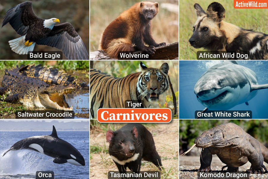 927,245 Carnivorous Animal Images, Stock Photos & Vectors Clip Art