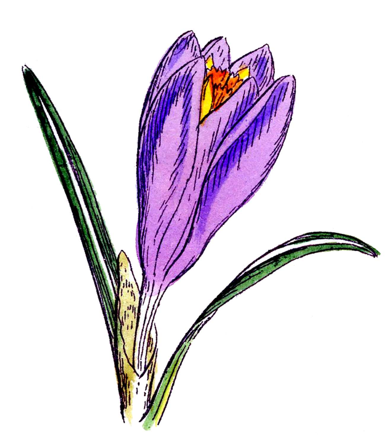 Realistic Crocus PNG Clipart Gallery Yopriceville High Clip Art