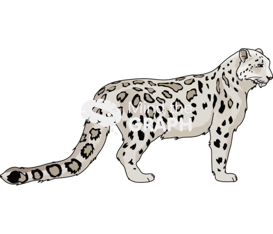 snow leopards Clip Art Library