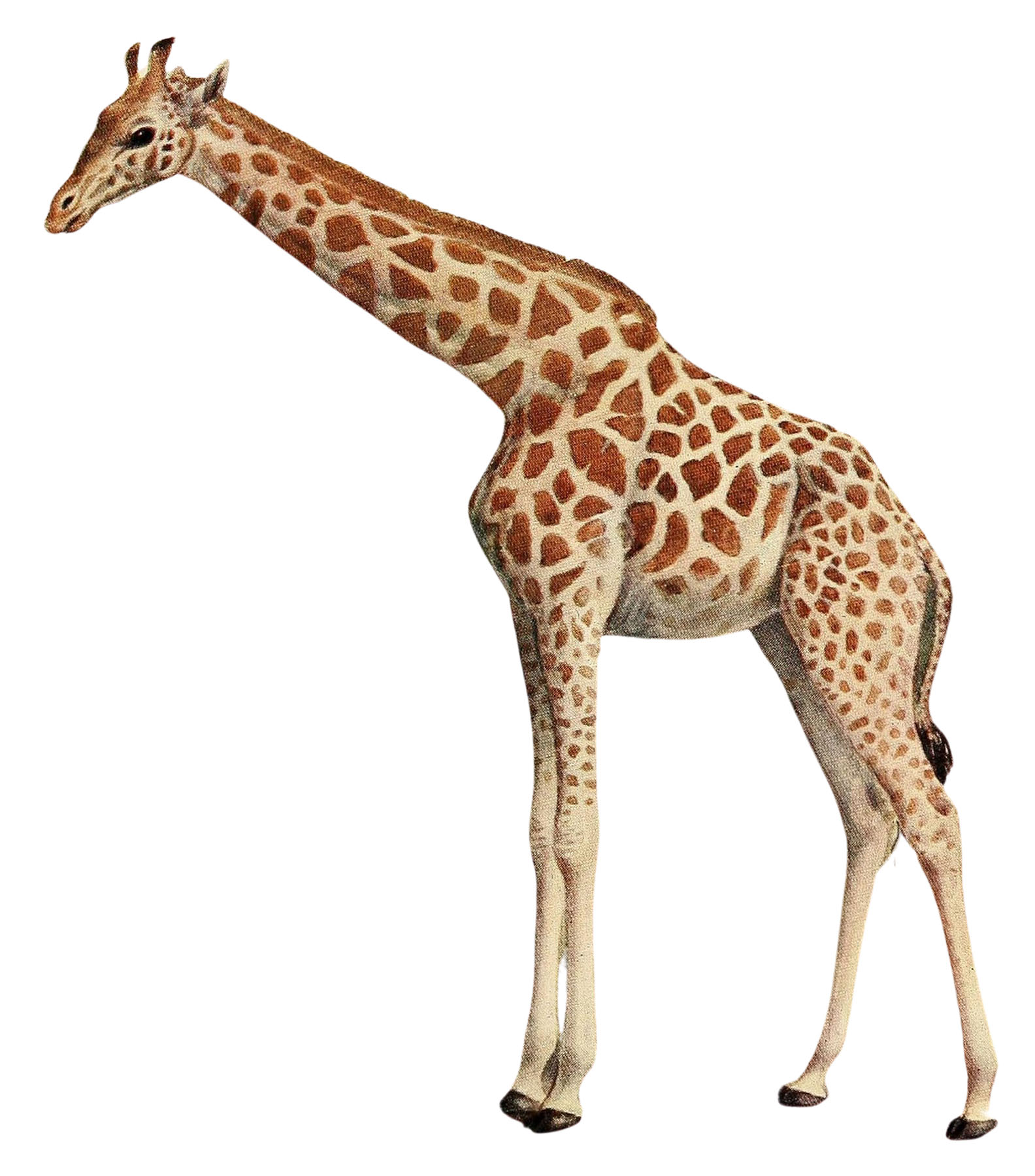 Giraffe Clip Art Images Free Download on Clipart LIbrary Clip Art