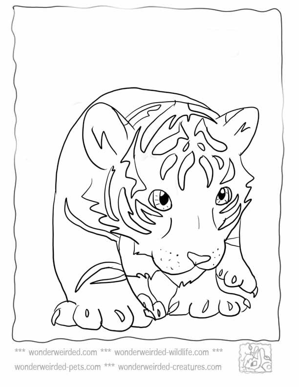Free Cute Baby Tiger Coloring Pages, Download Free Cute Baby Tiger