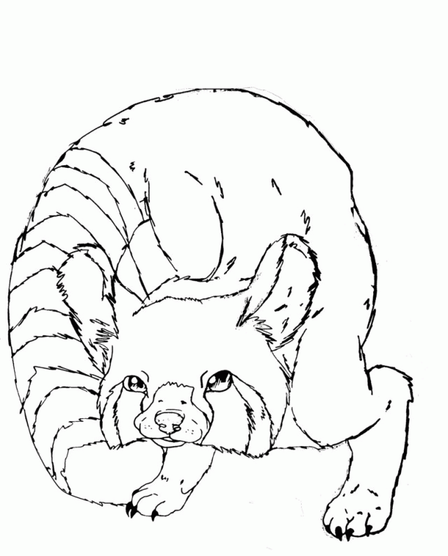 Red Panda Coloring Page
