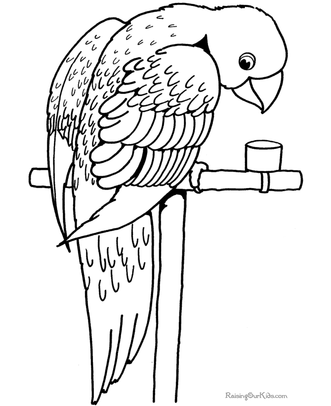 Free Cartoon Parrot Pictures, Download Free Cartoon Parrot Pictures png