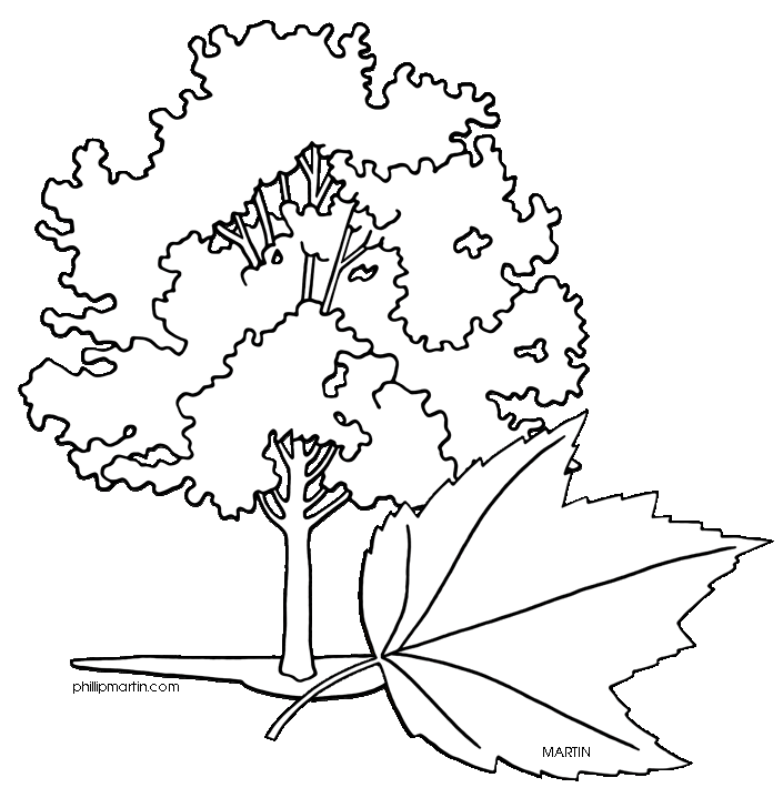 Maple Tree Coloring Page