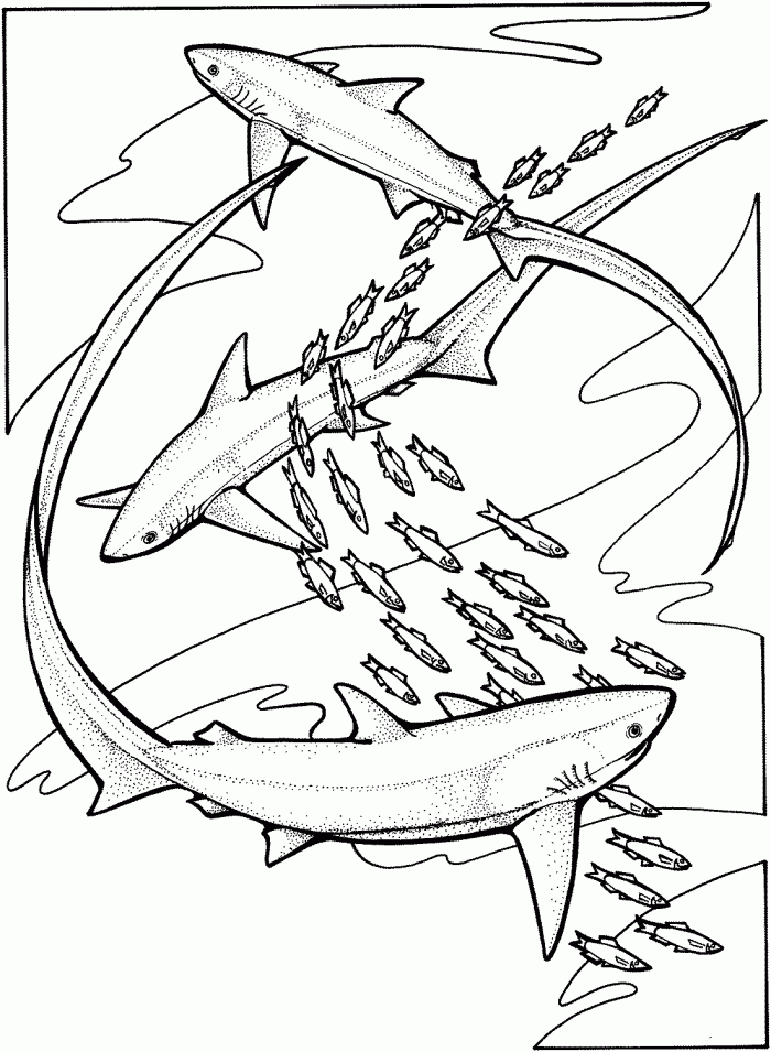thresher shark coloring page Clip Art Library