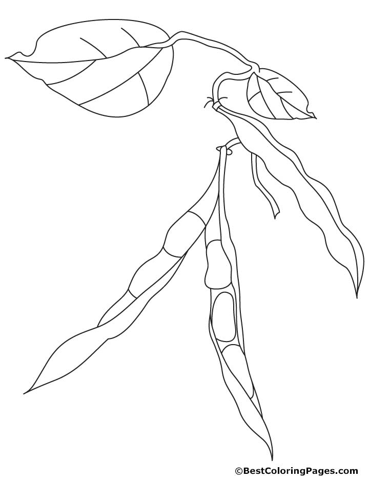 Bean Sprout Coloring Pages