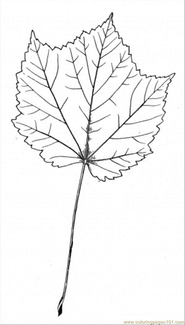 Free Sugar Maple Coloring Page, Download Free Sugar Maple Coloring Page