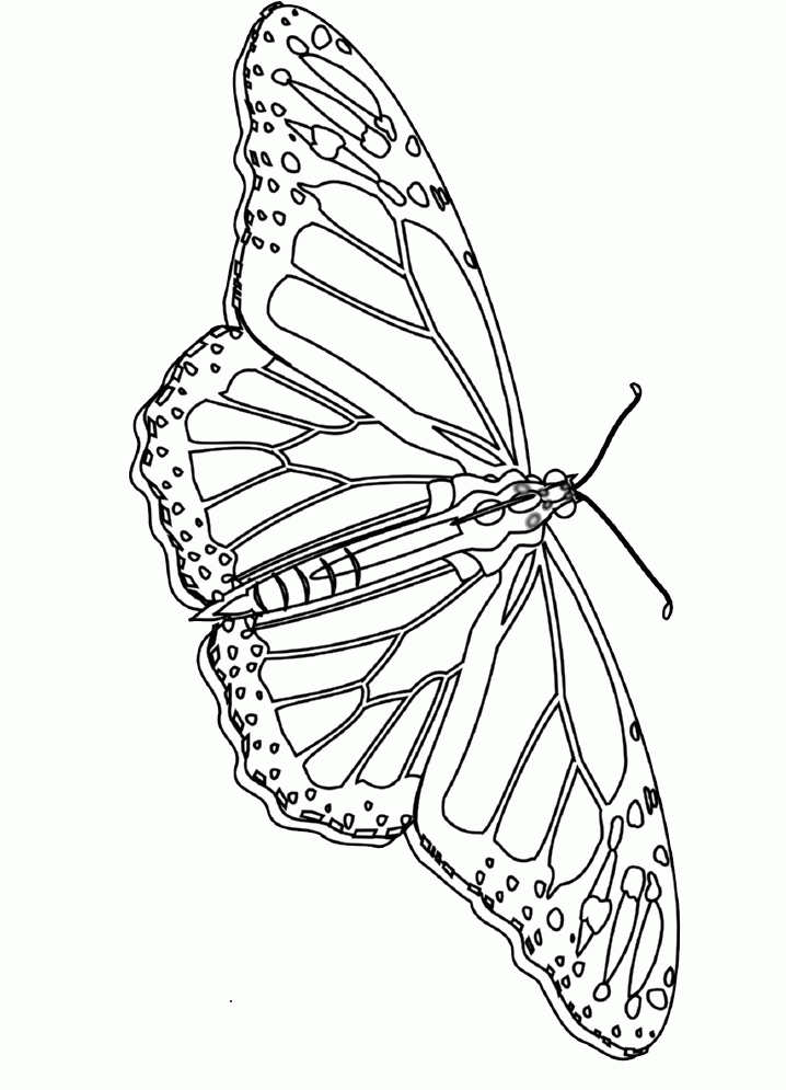 Free Monarch Butterfly Coloring Page, Download Free Monarch Butterfly