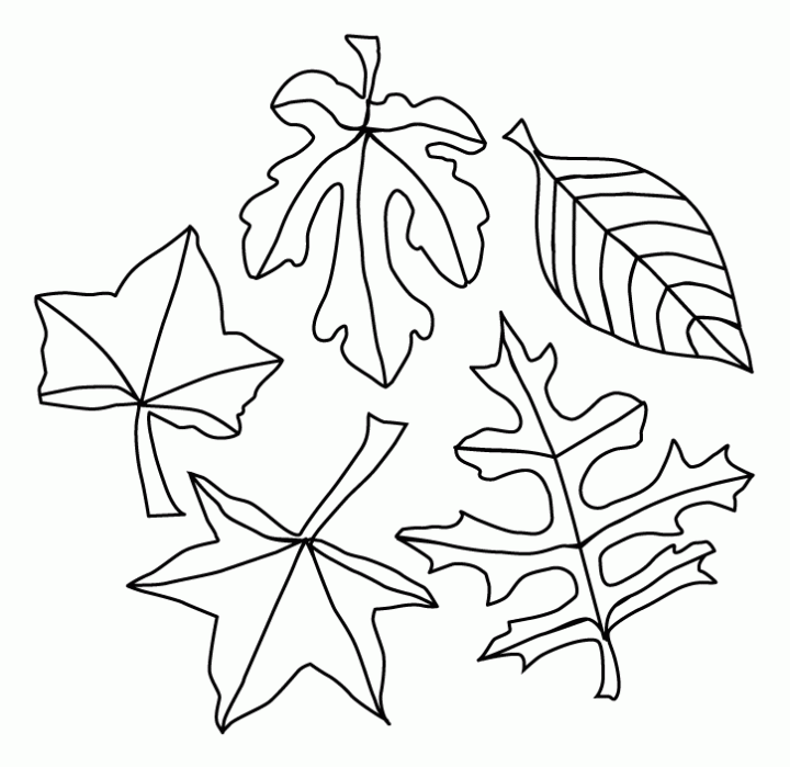 fall leaves coloring pages 501863 fall leaves coloring pages 501863
