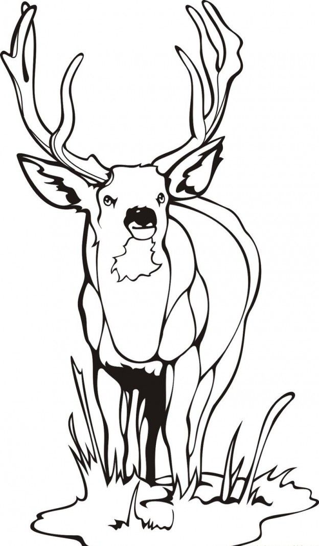 Free Coloring Pictures Of Deer, Download Free Coloring Pictures Of Deer