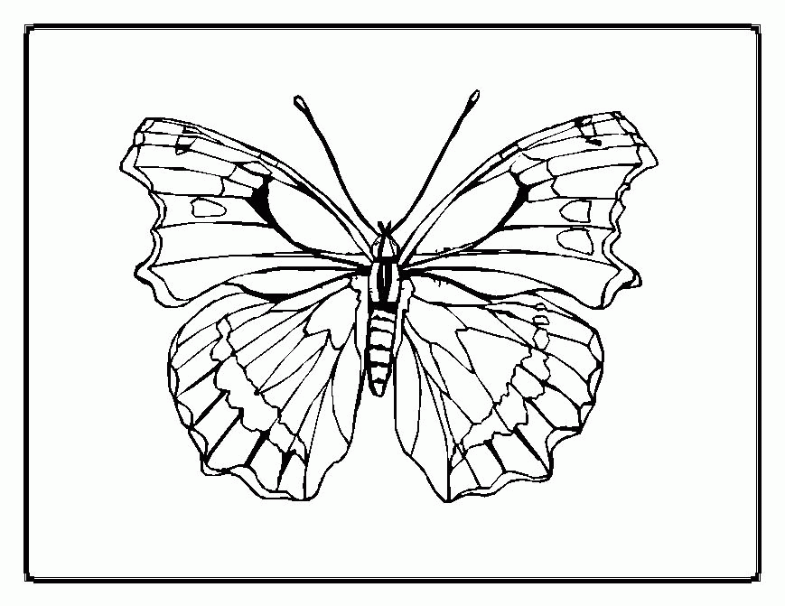Rainforest Butterfly Coloring Pages