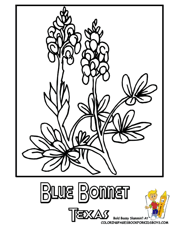 printable bluebonnet flower coloring page #514455