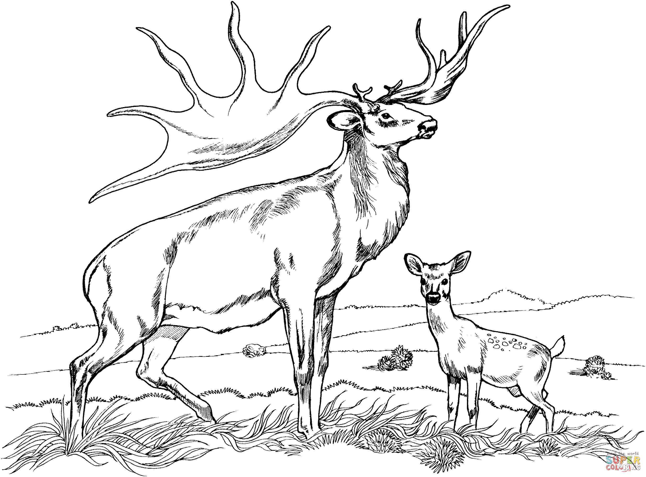 Buck Deer Coloring Pages