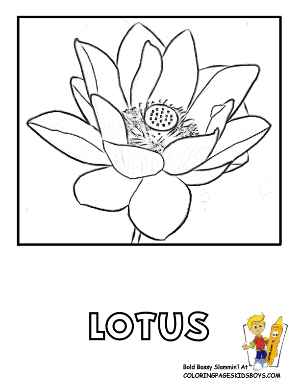 Lotus Flower Printable Coloring