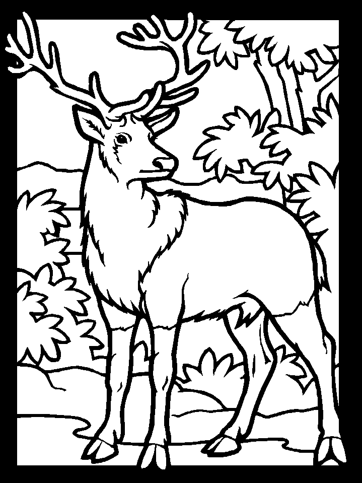 Free Coloring Pictures Of Deer, Download Free Coloring Pictures Of Deer