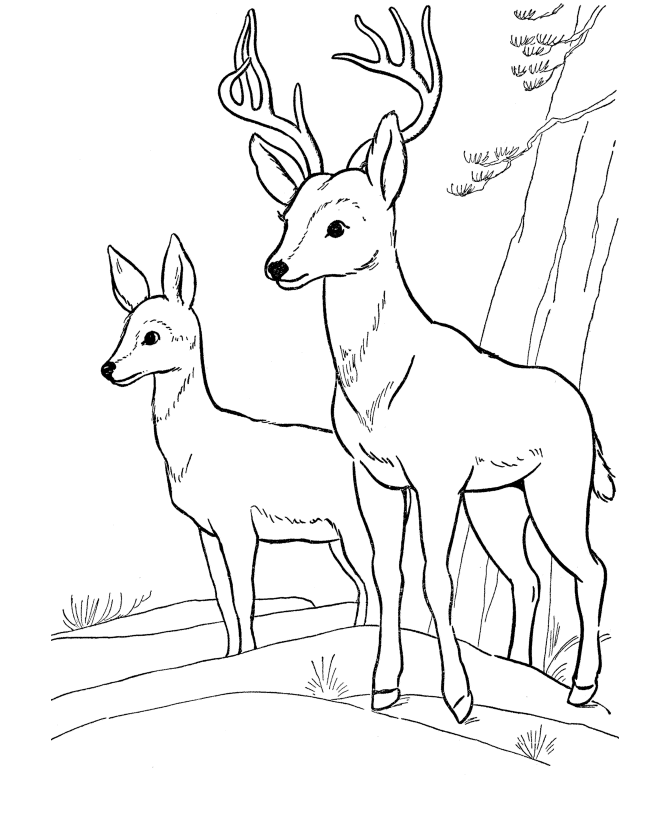 Free Buck And Doe Coloring Pages, Download Free Buck And Doe Coloring
