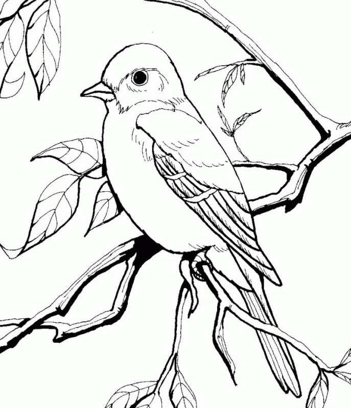 Blue Bird Coloring Page