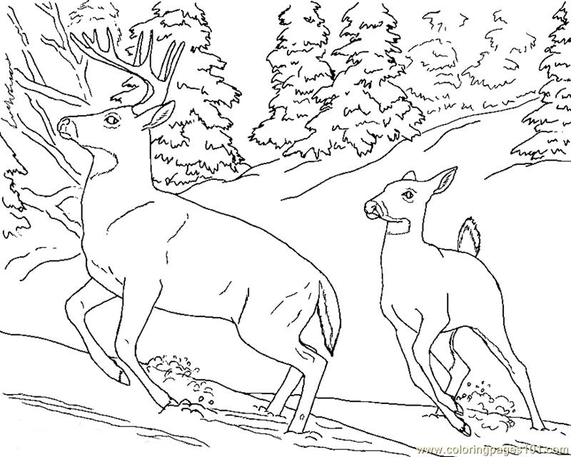 Browning Buck And Doe Coloring Pages