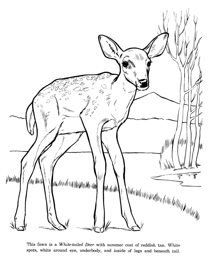 Free Coloring Pictures Of Deer, Download Free Coloring Pictures Of Deer