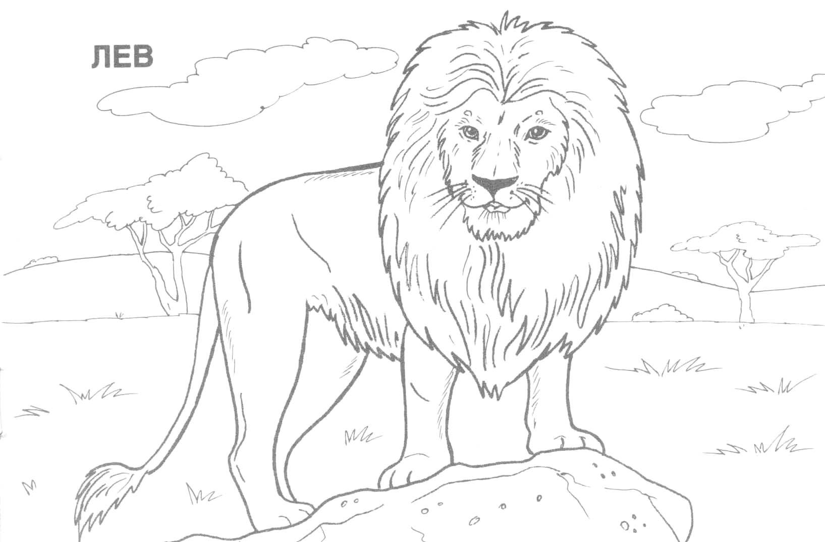 African Safari Animals Coloring Pages Free Printable Pages