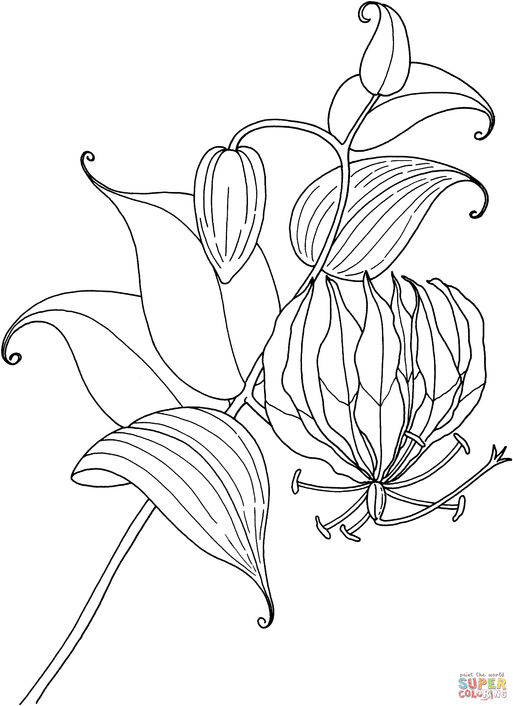 Free Lily Outline, Download Free Lily Outline Png Images, Free Cliparts On Clipart Library 2684_x_1949_gif