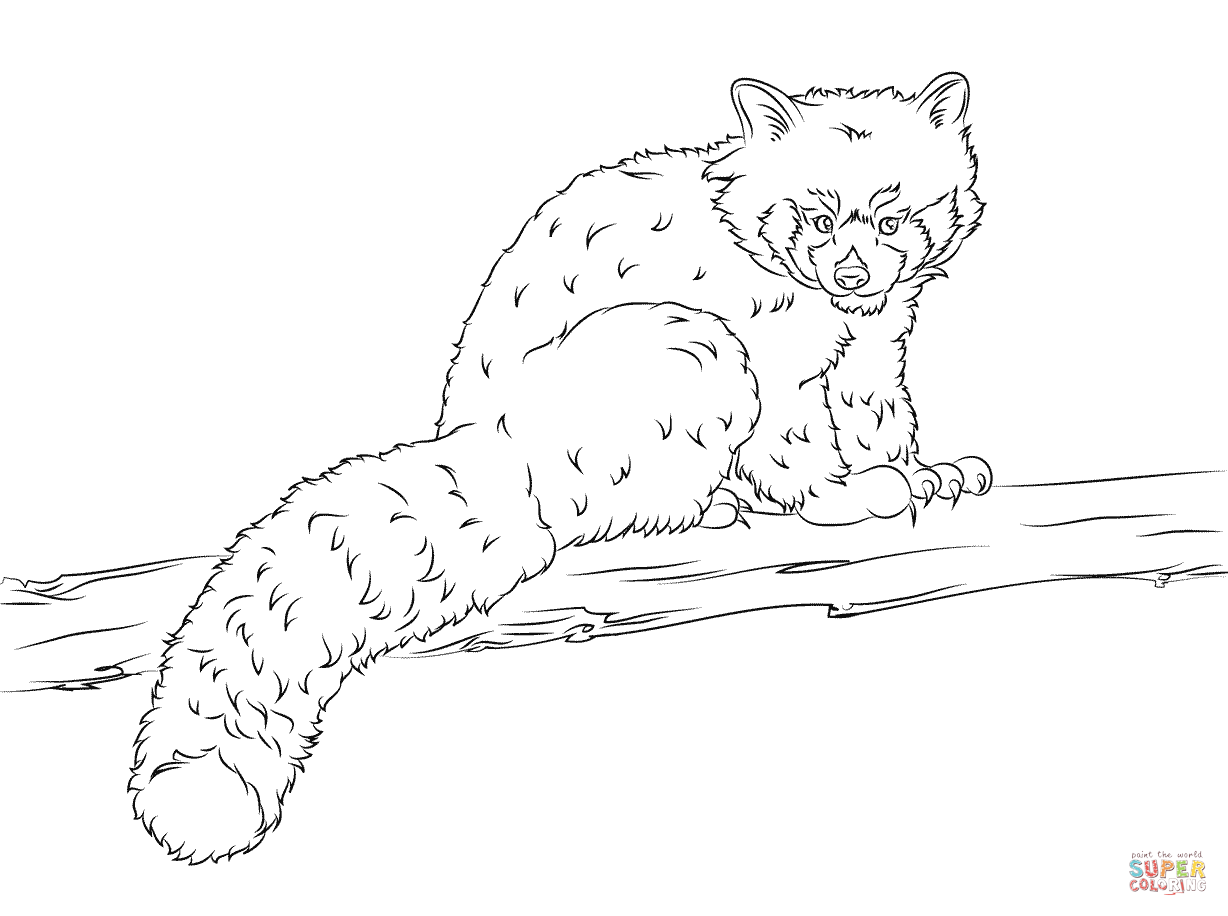 Free Red Panda Coloring Page, Download Free Red Panda Coloring Page png