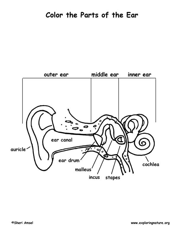 parts of an ear coloring pages Clip Art Library