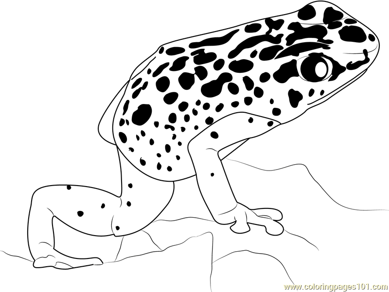 Rainforest Poison Dart Frog Coloring Page Coloring Pages