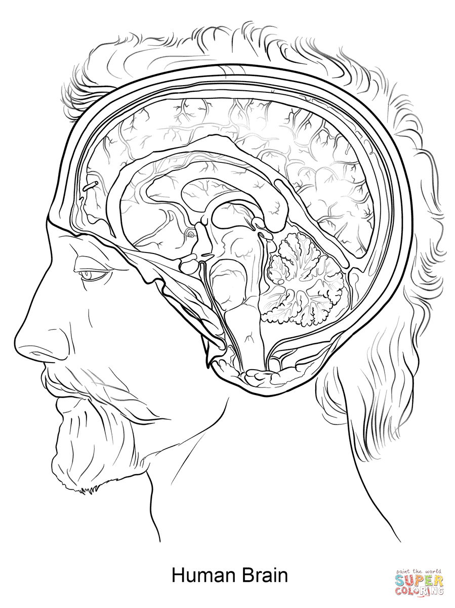 Free Human Brain Coloring Page, Download Free Human Brain Coloring Page