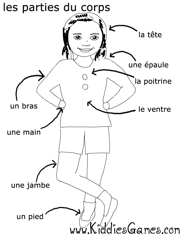 Body Parts Diagram In French, The Ultimate Guide To Body Parts In