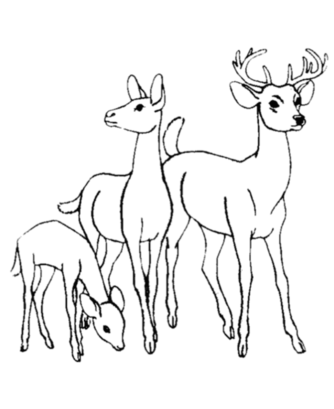 Free Coloring Pictures Of Deer, Download Free Coloring Pictures Of Deer
