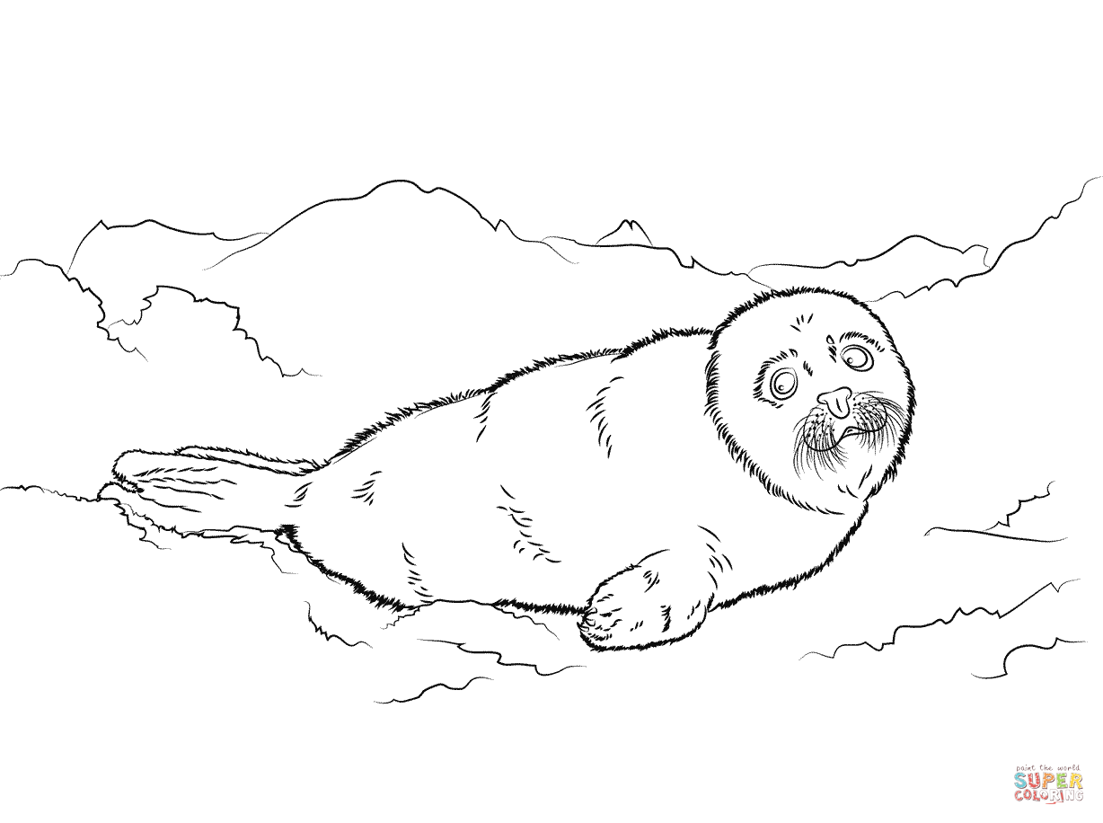 Baby Seal Coloring Pages Free Printable Coloring Sheets for Kids